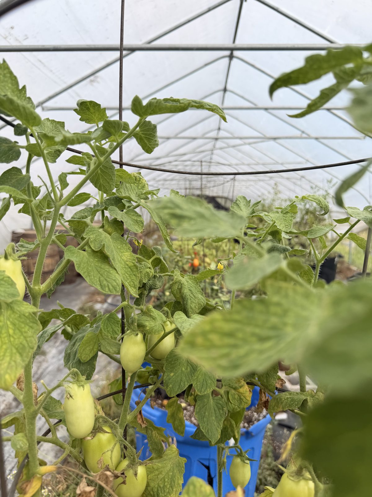 Green roma tomatoes on caged vines inside the high tunnel