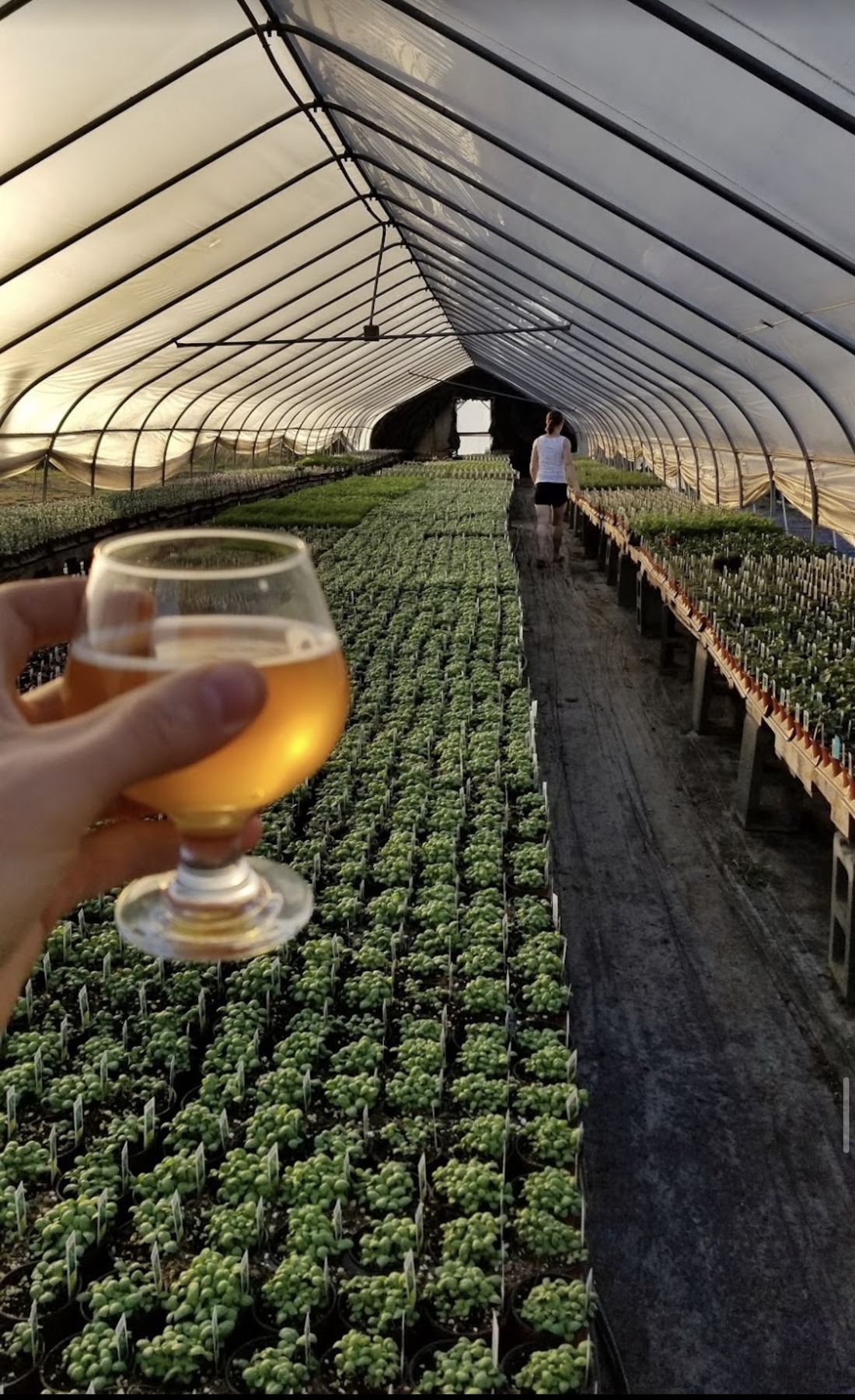 A beer raised in the basil greenhouse