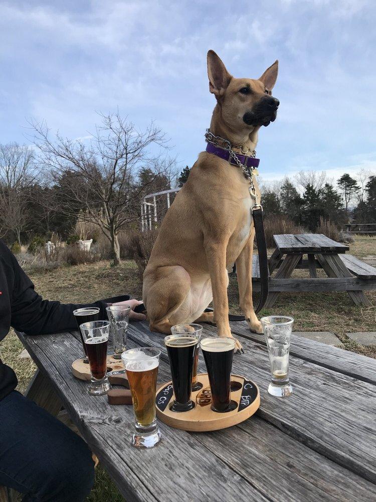 A dog posing beside two beer flights