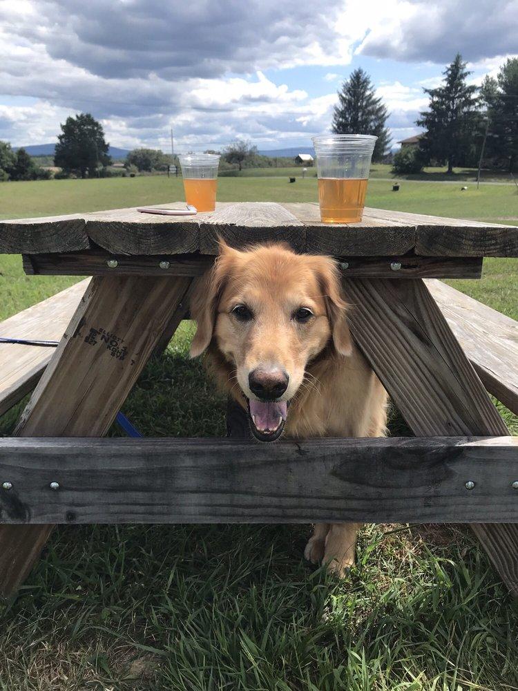 A golden retriever waiting under a picnic table, two beers up top