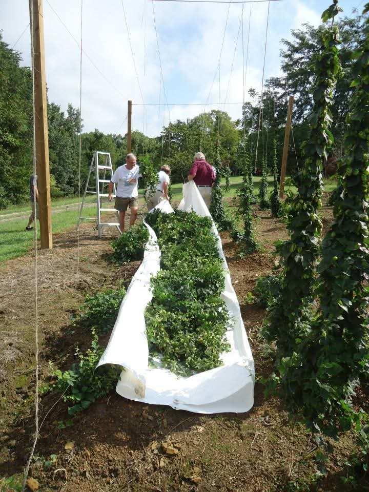 Harvest day — bines laid out on cloth