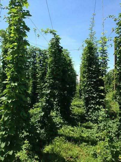 Hop bines climbing the trellis