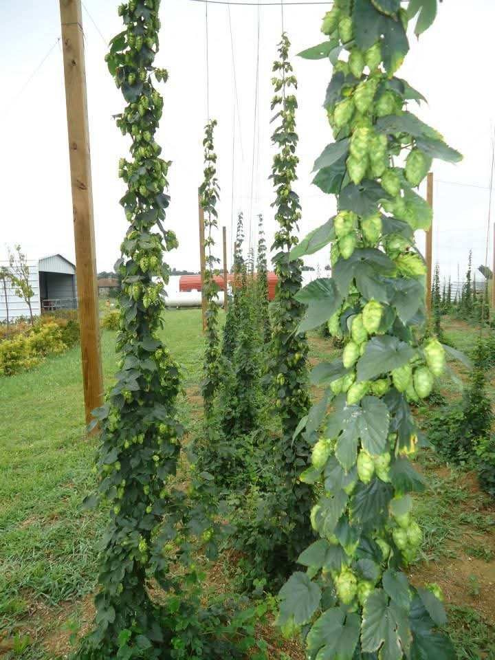 Hop bines heavy with cones on the trellis