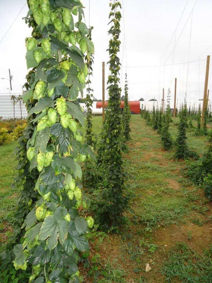 Hop cones heavy on the bine