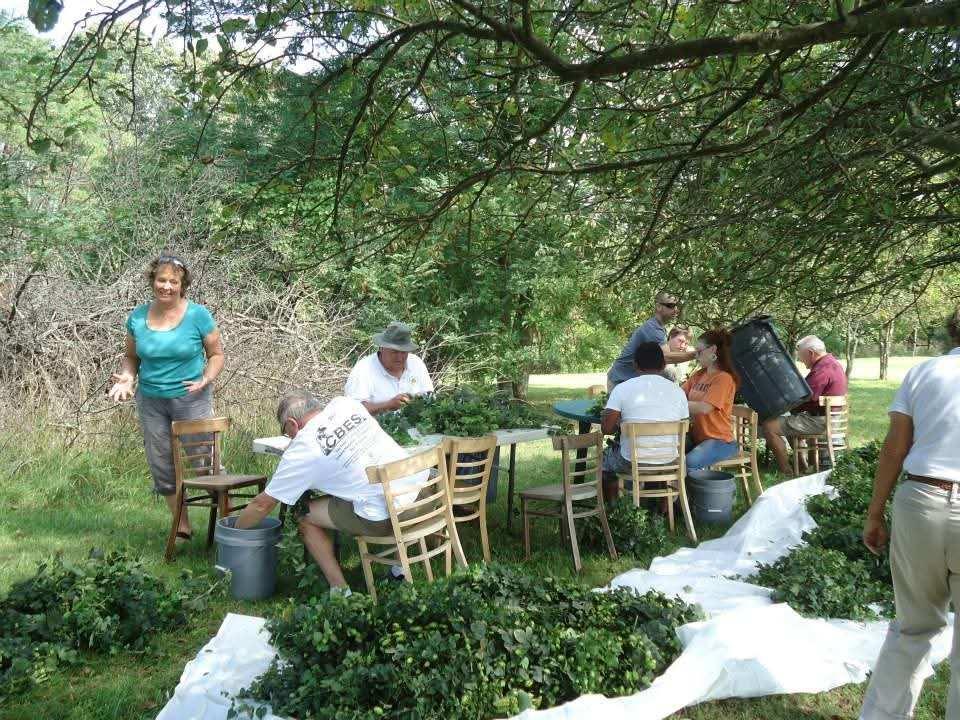 Neighbors picking hops together in the shade