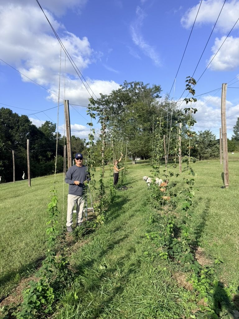 Two people picking hops along the trellis rows in the hop yard, a dog in the grass behind them