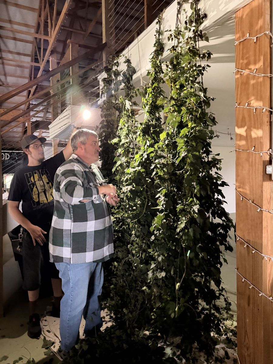 Two men working along a row of hop bines hung beside the barn staircase