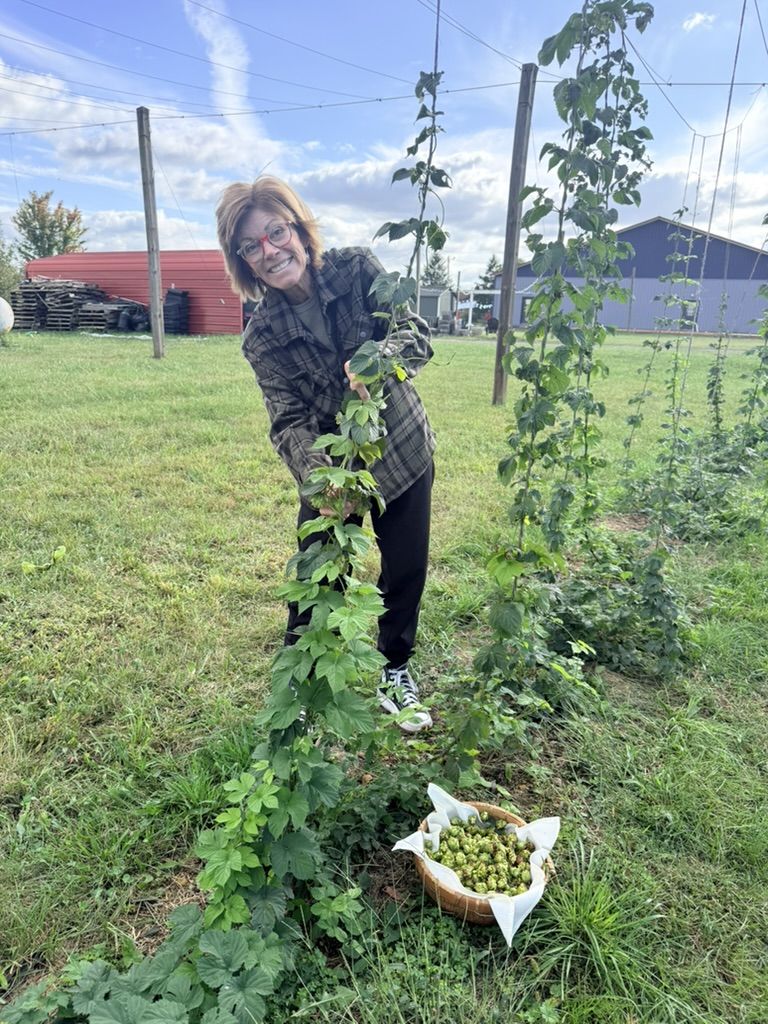 A woman holding a hop bine in the hop yard beside a basket of freshly picked cones