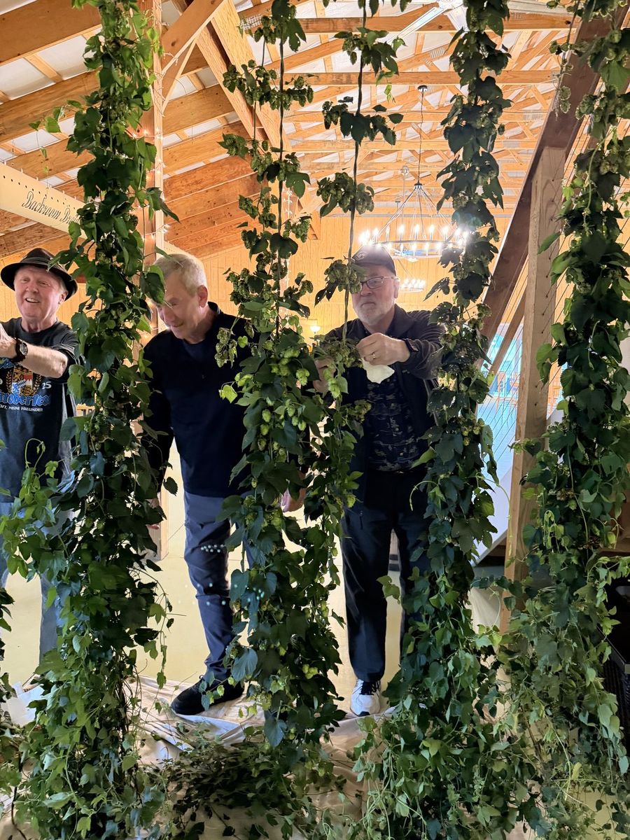 Three men picking hop cones from bines hung inside the Big Barn, chandelier lit behind them