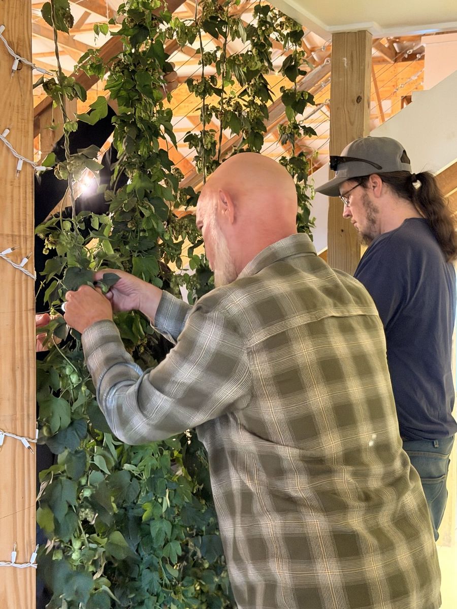 Two men pulling hop cones off a hanging bine by hand