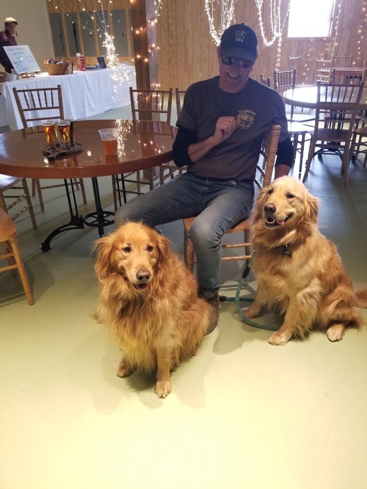 Two golden retrievers at a taproom table
